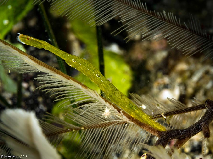 Tozeuma lanceolatum